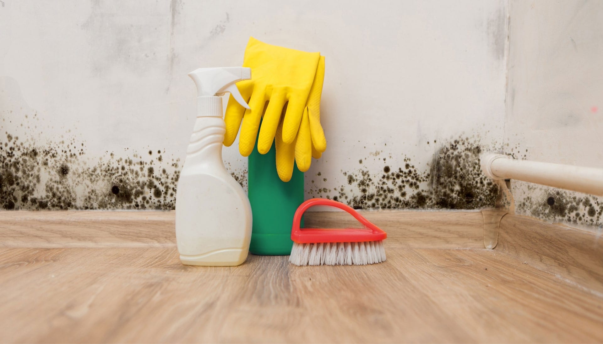 Know About Mold Removal In Colorado Springs